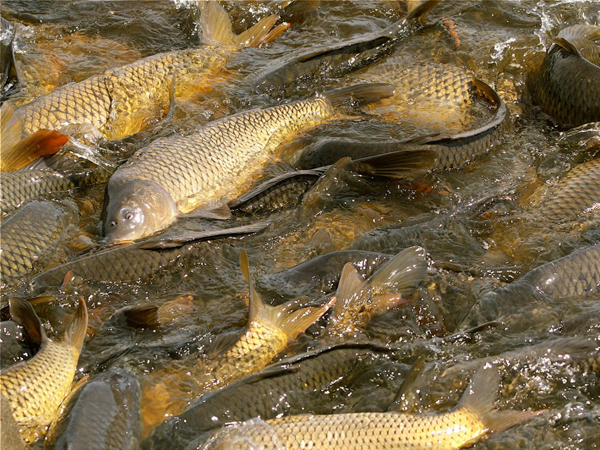 Stocking coarse fish can help to control problematic weed.