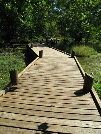 Decked timber walkway to allow pedestrian access through boggy area of nature reserve.