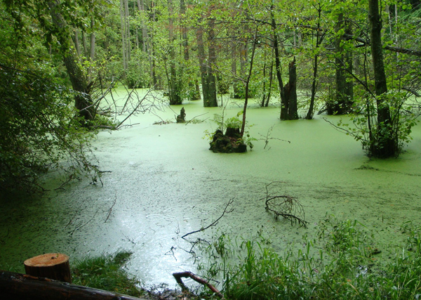 Large bodies of water can quickly be affected by nuisance species.