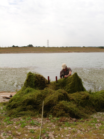 Commercial Algae & Weed Control - Aquatic Control