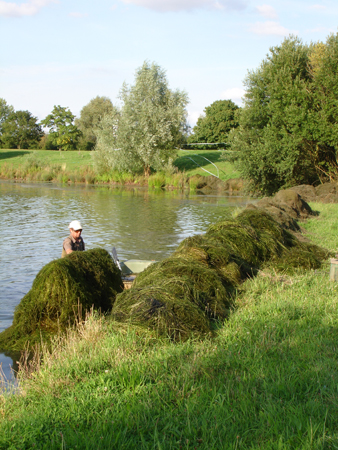 Huge volumes of problematic weed can be removed.