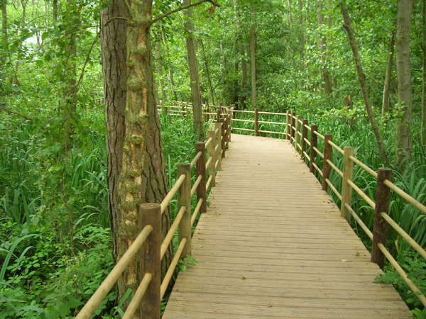 Three-railed timber bridge over reeds and through trees to minimise environmental impact on sensitive habitat site.