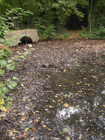 Water affected by silt accumulation and heavy leaf-fall.