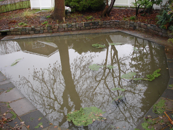 A murky pond in need of attention.