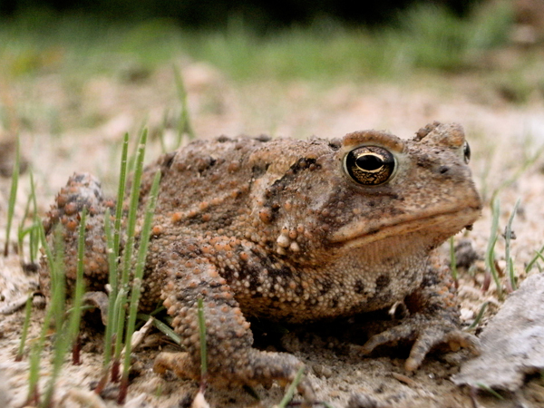 We can provide fencing to cope with a wide range of problem species.